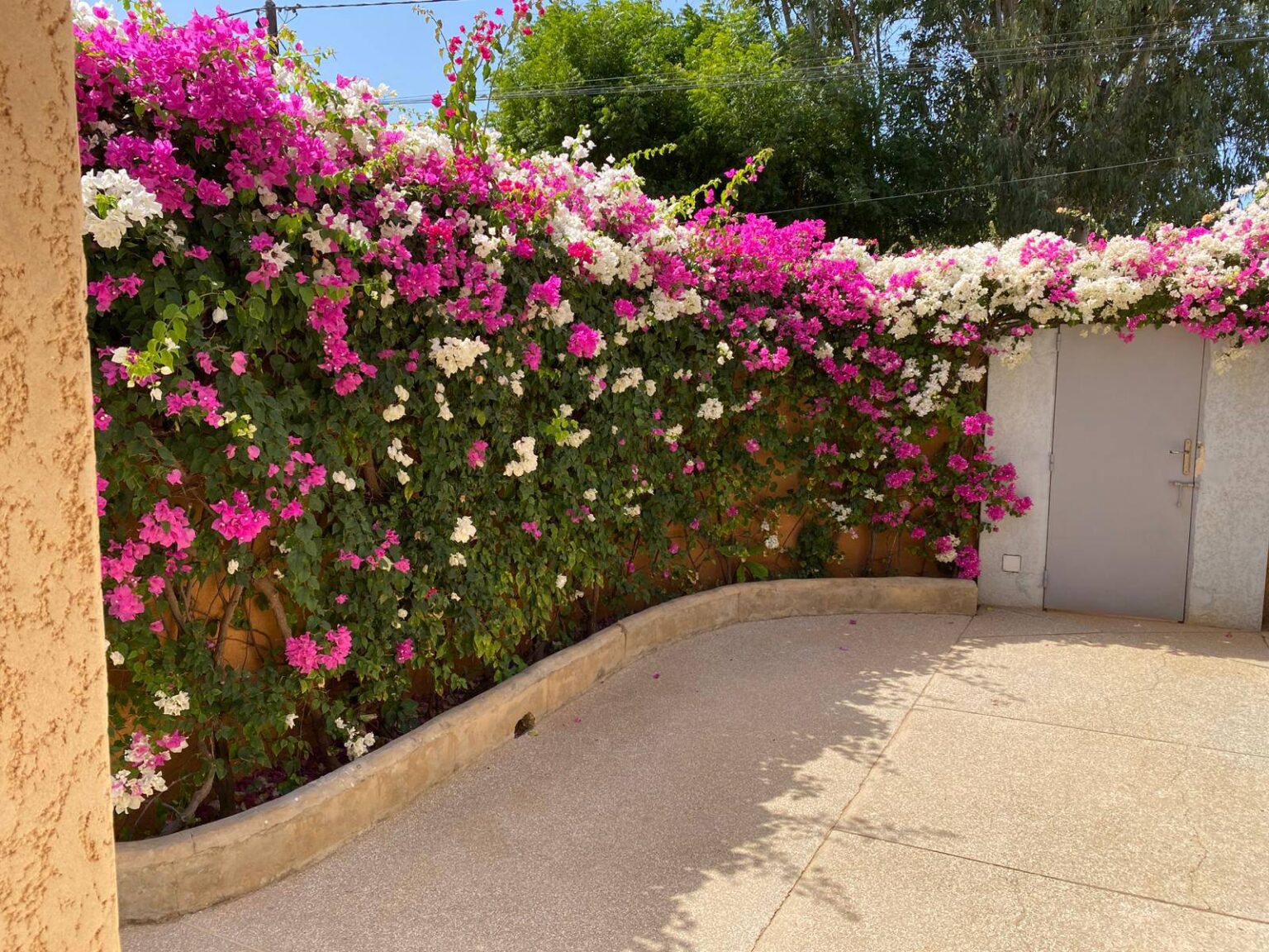 468325496_1203421704702995_8751742249690638206_n